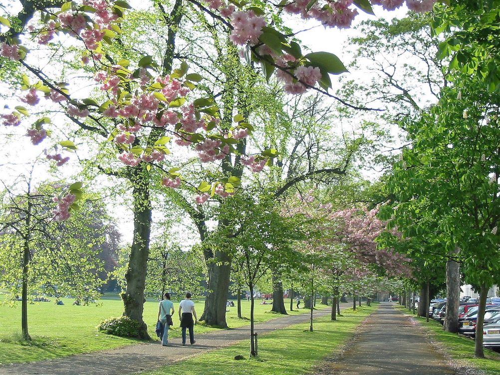 Tress in bloom in Montpellier Gardens